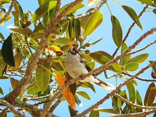 Noisy Miner Birds Perched Among Tree Branches