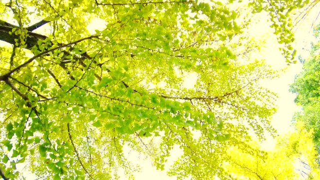 POV, dolly shot of walking on the yellow green ginkgo biloba tree avenue with sunlight. The leaves turning golden color. 4K