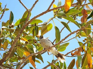 Noisy Miner in Tree Canopy Against a Clear Sky
