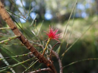 Black She-Oak Tree with Red Blooming Flower in Sunlit Forest