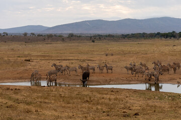 herd of water buffalo and zebra 