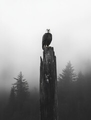Fototapeta premium A bald eagle perched atop a weathered tree stump in a misty forest.