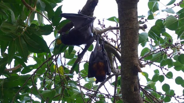 Wild Black Flying-fox (Pteropus alecto) and Red flying-fox (Pteropus scapulatus) hanging upside down from a tree branch, scratching its fur and wings, close up shot.
