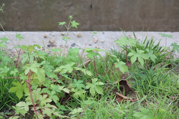 Obraz premium Image of the blooming ginseng vines on the Daecheongcheon Stream trail