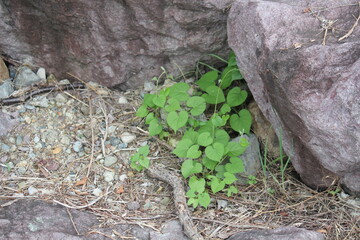 Image of American trumpet flowers blooming on the Daecheongcheon trail