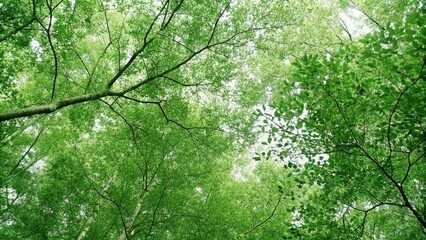 Fototapeta premium View of a lush green mangrove forest canopy, showcasing nature's role in carbon capture and climate change mitigation. 
