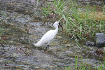 Image of a heron searching for food in the Daecheongcheon River Trail