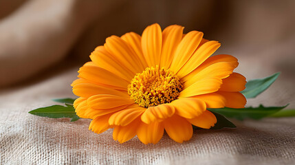 A vibrant orange flower with delicate petals, beautifully showcased on a soft fabric background, symbolizing joy.