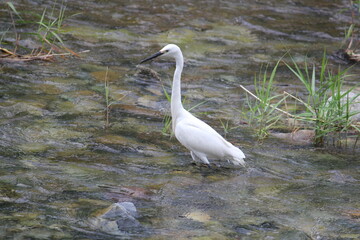 Fototapeta premium Image of a heron searching for food in the Daecheongcheon River Trail