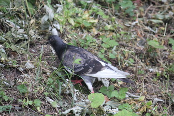 Image of pigeons searching for food on the Daecheongcheon trail