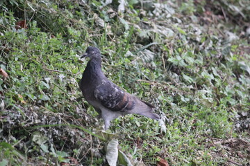Image of pigeons searching for food on the Daecheongcheon trail