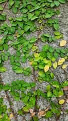 The creeping fig as known as Dolar Creep scientifically known as ficus pumila, is an ornamental plant that can be planted as a wall covering to make the exterior walls of the house look fresh.
