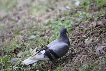 Image of pigeons searching for food on the Daecheongcheon trail