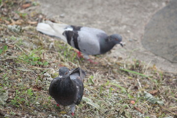 Image of pigeons searching for food on the Daecheongcheon trail