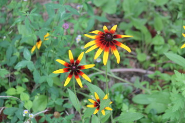 Image of the original chrysanthemum blooming on the Daecheongcheon Stream trail