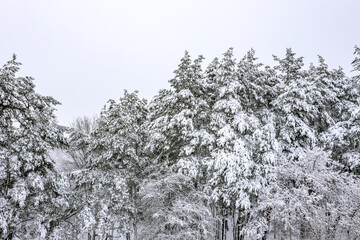 snow-covered forest trees in frosty and foggy winter day. aerial photography.