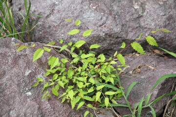 Image of Zelkova trees in bloom along the Daecheongcheon Stream Trail