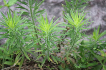 Image of forget-me-nots blooming on the Daecheongcheon trail