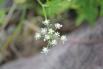 Image of dogwoods blooming on the Daecheongcheon trail