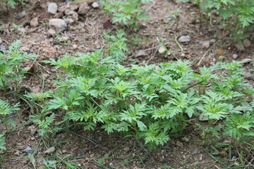 Image of pigweed blooming on the Daecheongcheon trail
