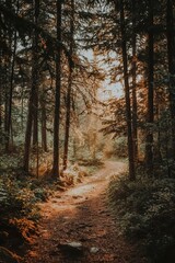 Fototapeta premium Serene Forest Pathway at Sunset Illuminated by Soft Golden Light in Lush Green Wilderness