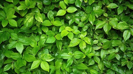 Lush green tropical leaves background
