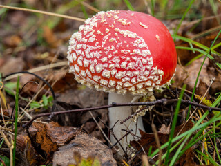 Amanita muscaria, commonly known as the fly agaric or fly amanita. Poisonous mushroom in the forest. Mycorrhizal basidiomycete fungus