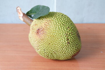 A fresh jackfruit with a green, spiky skin and a single leaf attached
