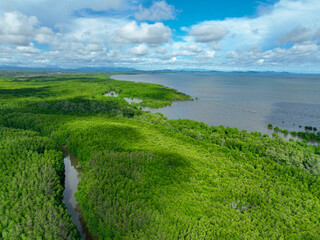 Green mangrove forest. Carbon sequestration and storage. Blue carbon ecosystem. Mitigation of...