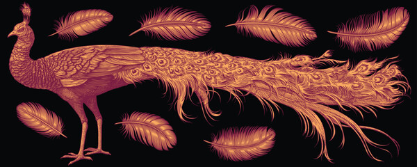 Peacock and feathers. Design set. Editable hand drawn illustration. Vector vintage engraving. Isolated on black background. 8 EPS