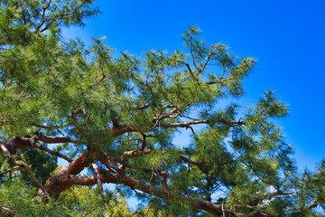 京都御苑　 青空と松の木　背景素材（日本京都府京都市）
Kyoto Gyoen (Kyoto Gyoen National Garden),　Blue sky and pine trees background material　（Kyoto City, Kyoto Prefecture, Japan）
