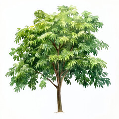 Watercolor Cheerful Green Mountain Ash Tree Illustration