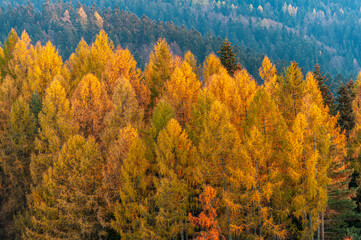 Jesienny las © Maciej G. Szling