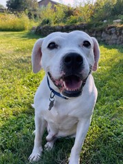 labrador retriever puppy