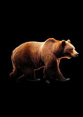 Fototapeta premium Majestic Brown Bear Walking Gracefully Against a Stark Black Background, Capturing the Natural Beauty and Strength of Wildlife in a Stunning and Bold Display