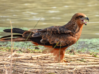 Black Kite (Milvus migrans) in Australia