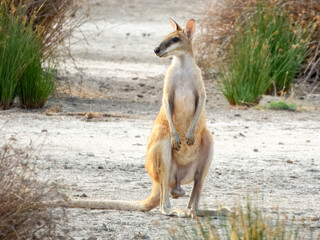 Agile Wallaby (Notamacropus agilis) in Australia © Imogen
