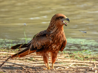 Black Kite (Milvus migrans) in Australia