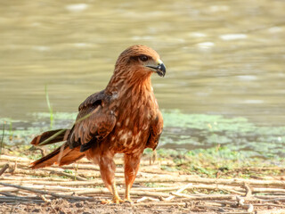 Black Kite (Milvus migrans) in Australia