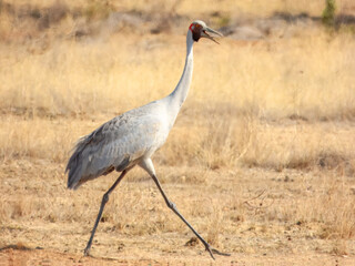 Obraz premium Brolga Crane (Grus rubicunda) in Australia