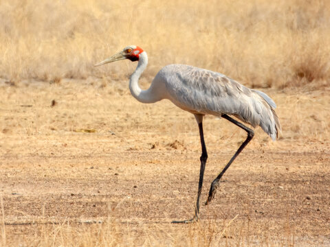 Brolga Crane (Grus rubicunda) in Australia