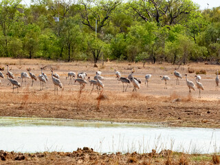 Brolga Crane (Grus rubicunda) in Australia