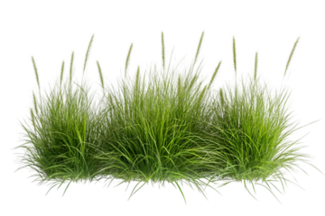 Reed grass isolated on white background