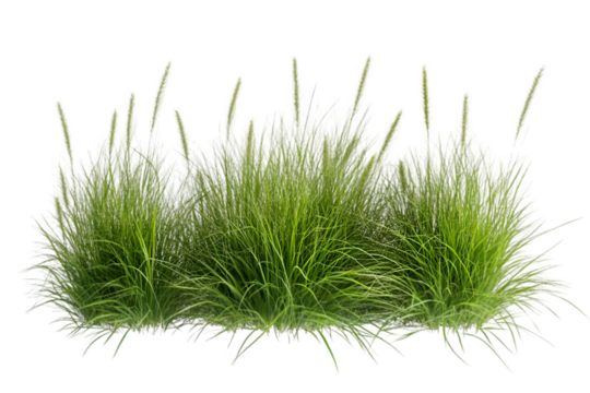 Reed grass isolated on white background