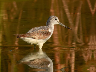 Common Greenshank (Tringa nebularia)	 in Australia
