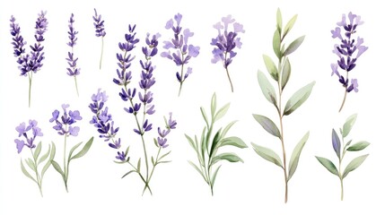Watercolor collection of lavender flowers Floral clipart featuring hand drawn botanical illustrations of lavender branches for use in invitations logos cards packaging and labeling
