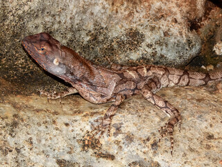 Frill-necked Lizard (Chlamydosaurus kingii) in Australia