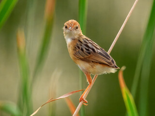 Golden-headed Cisticola (Cisticola exilis) in Australia