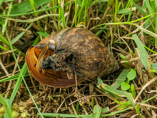 This image captures a decaying snail shell surrounded by grass.