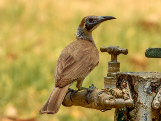 Fototapeta premium Little Friarbird (Philemon citreogularis) in Australia